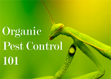 Pest Control in Lemont/ Pest Control Lemont Illinois