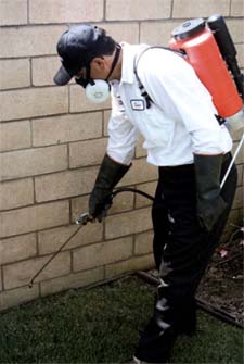 Pest Control in Wood Dale / Pest Control Wood Dale Illinois