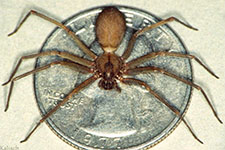 Black Widow Spider in BOULDER CITY: Black Widow  Spider BOULDER CITY Nevada