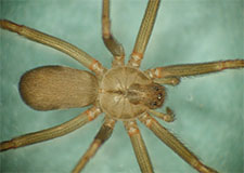 Black Widow Spider in BOULDER CITY: Black Widow  Spider BOULDER CITY Nevada