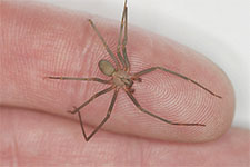 Black Widow Spider in HENDERSON: Black Widow  Spider HENDERSON Nevada
