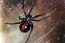 Black Widow Spider in HENDERSON: Black Widow  Spider HENDERSON Nevada