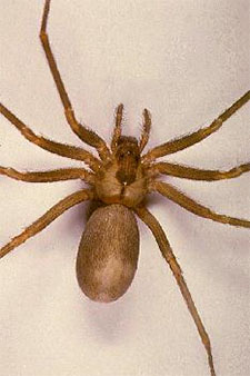 Black Widow Spider in NORTH LAS VEGAS: Black Widow  Spider NORTH LAS VEGAS Nevada