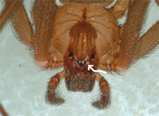 Black Widow Spider in NORTH LAS VEGAS: Black Widow  Spider NORTH LAS VEGAS Nevada