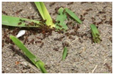 Pest Control in BOULDER CITY: Pest Control BOULDER CITY Nevada