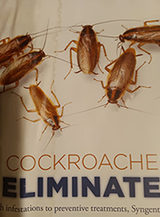 Pest Control in Forest Park/ Pest Control Forest Park Illinois