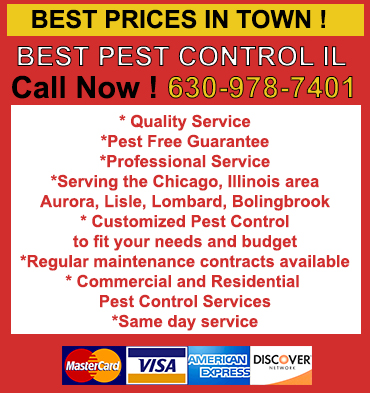 Pest Control in Forest Park/ Pest Control Forest Park Illinois