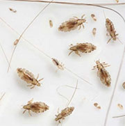 Flea Control in Cincinnati/ Flea Control Cincinnati, Ohio