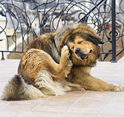Flea Control in Cincinnati/ Flea Control Cincinnati, Ohio