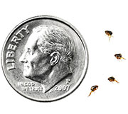 Flea Control in Cincinnati/ Flea Control Cincinnati, Ohio