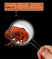 Flea Control in Cincinnati/ Flea Control Cincinnati, Ohio