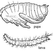 Flea Control in Cincinnati/ Flea Control Cincinnati, Ohio