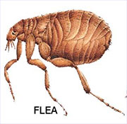 Flea Control in Harrison/ Flea Control Harrison, Ohio