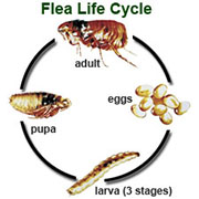 Flea Control in Harrison/ Flea Control Harrison, Ohio