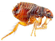 Flea Control in Middletown/ Flea Control Middletown, Ohio