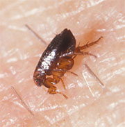 Flea Control in Middletown/ Flea Control Middletown, Ohio