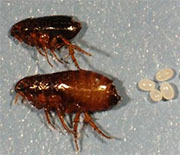 Flea Control in Middletown/ Flea Control Middletown, Ohio
