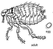 Flea Control in Middletown/ Flea Control Middletown, Ohio