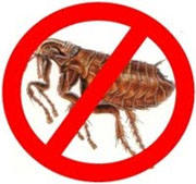 Flea Control in Middletown/ Flea Control Middletown, Ohio