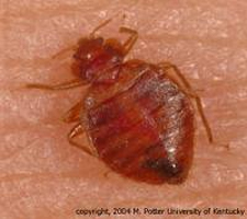 Kill Bed Bugs in Alexandria/ Kill Bed Bugs Alexandria, Kentucky