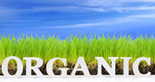GREEN MOSQUITO Control in CHARLESTON/ GREEN MOSQUITO Control CHARLESTON South Carolina