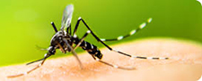 Pest Control in Summerville/ Pest Control Summerville South Carolina