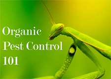 Pest Control in Lisle / Pest Control Lisle Illinois