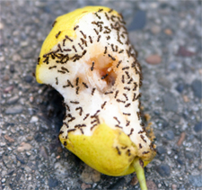 ANTS in Falls Church/ ANTS Falls Church, Virginia