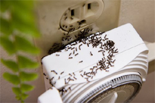 ANTS in Falls Church/ ANTS Falls Church, Virginia