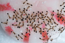 ANTS in Falls Church/ ANTS Falls Church, Virginia