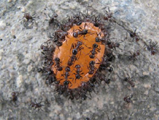 ANTS in Falls Church/ ANTS Falls Church, Virginia