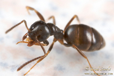 ANTS in Falls Church/ ANTS Falls Church, Virginia