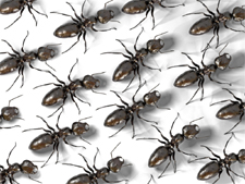 ANTS in Falls Church/ ANTS Falls Church, Virginia