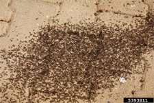 ANTS in Falls Church/ ANTS Falls Church, Virginia