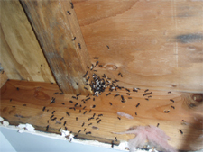 ANTS in Falls Church/ ANTS Falls Church, Virginia