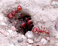 ANTS in Falls Church/ ANTS Falls Church, Virginia