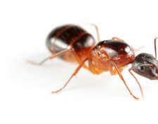 ANTS in Falls Church/ ANTS Falls Church, Virginia