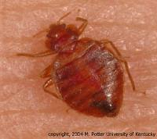 Kill Bed Bugs in Silver Spring/ Kill Bed Bugs Silver Spring, Maryland