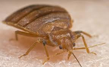 Kill Bed Bugs in Silver Spring/ Kill Bed Bugs Silver Spring, Maryland