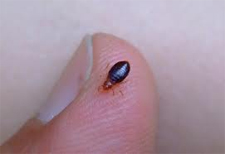 Kill Bed Bugs in Silver Spring/ Kill Bed Bugs Silver Spring, Maryland