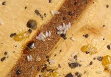 Kill Bed Bugs in Silver Spring/ Kill Bed Bugs Silver Spring, Maryland
