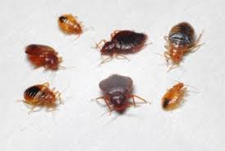 Kill Bed Bugs in Silver Spring/ Kill Bed Bugs Silver Spring, Maryland