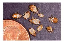 Kill Bed Bugs in Silver Spring/ Kill Bed Bugs Silver Spring, Maryland