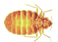 Kill Bed Bugs in Silver Spring/ Kill Bed Bugs Silver Spring, Maryland