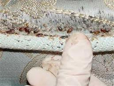 Kill Bed Bugs in Silver Spring/ Kill Bed Bugs Silver Spring, Maryland