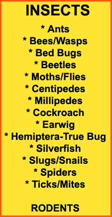 Kill Bed Bugs in Silver Spring/ Kill Bed Bugs Silver Spring, Maryland