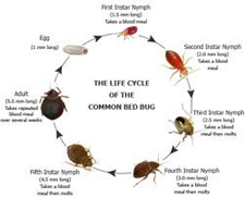 Kill Bed Bugs in Silver Spring/ Kill Bed Bugs Silver Spring, Maryland