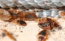 Kill Bed Bugs in Silver Spring/ Kill Bed Bugs Silver Spring, Maryland