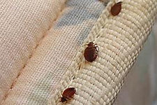 Kill Bed Bugs in Silver Spring/ Kill Bed Bugs Silver Spring, Maryland