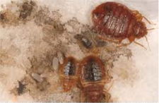 Kill Bed Bugs in Silver Spring/ Kill Bed Bugs Silver Spring, Maryland